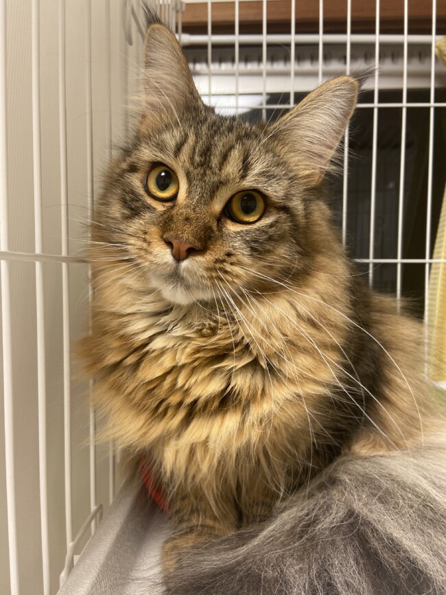 ペットホテル メインクーンのアポロンくん