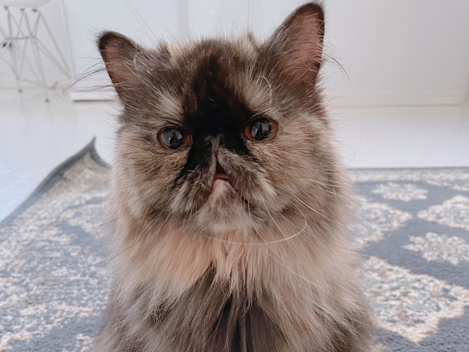 船橋市の小梅ちゃんと小鉄君　