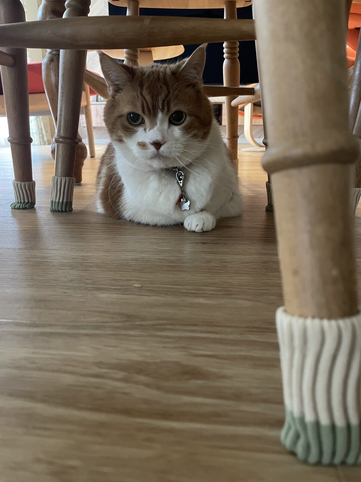 【千葉市・猫】そらくんのお世話報告