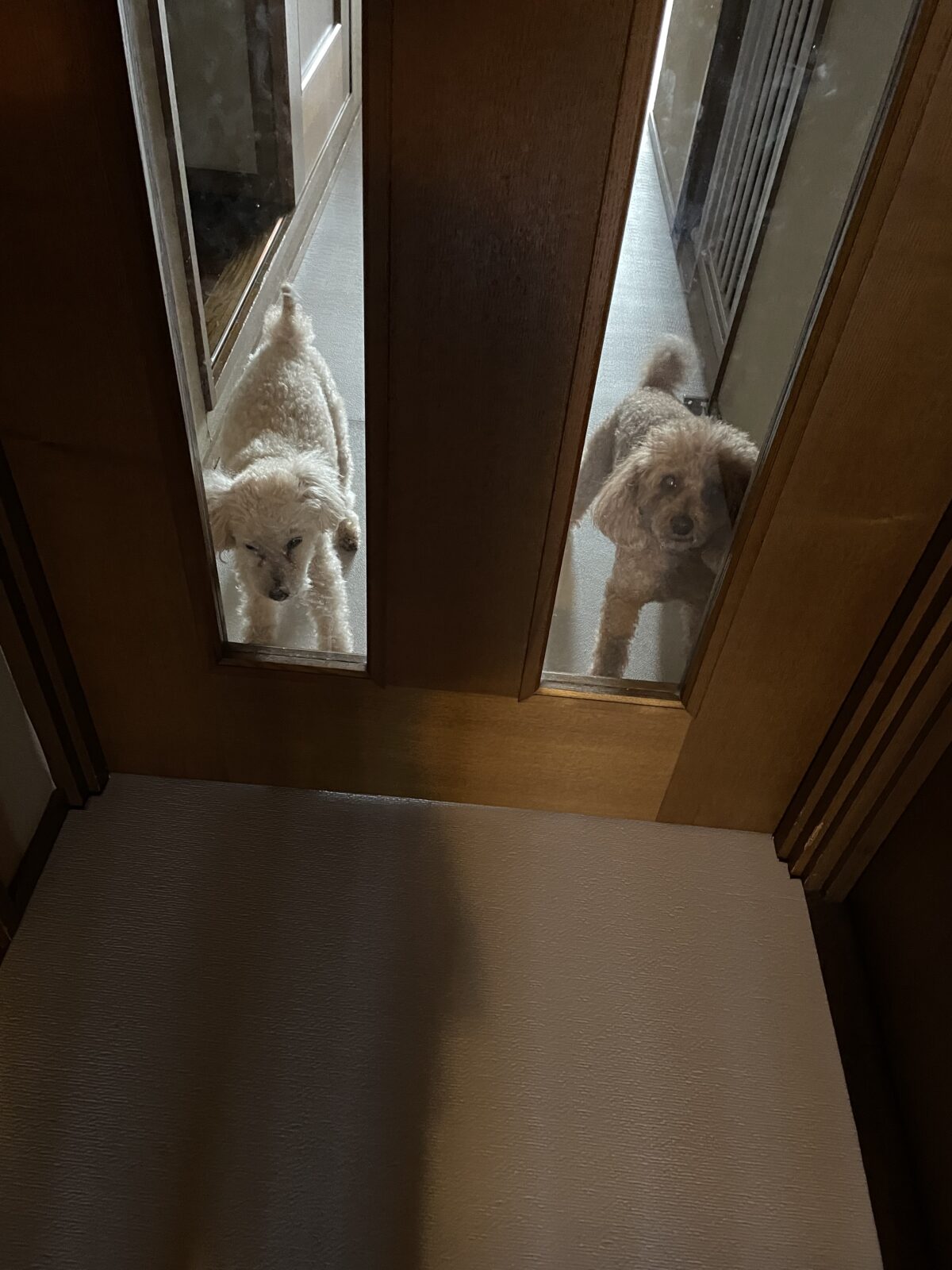 【習志野市・猫】ごましおくん、あげぱんくんのお世話報告