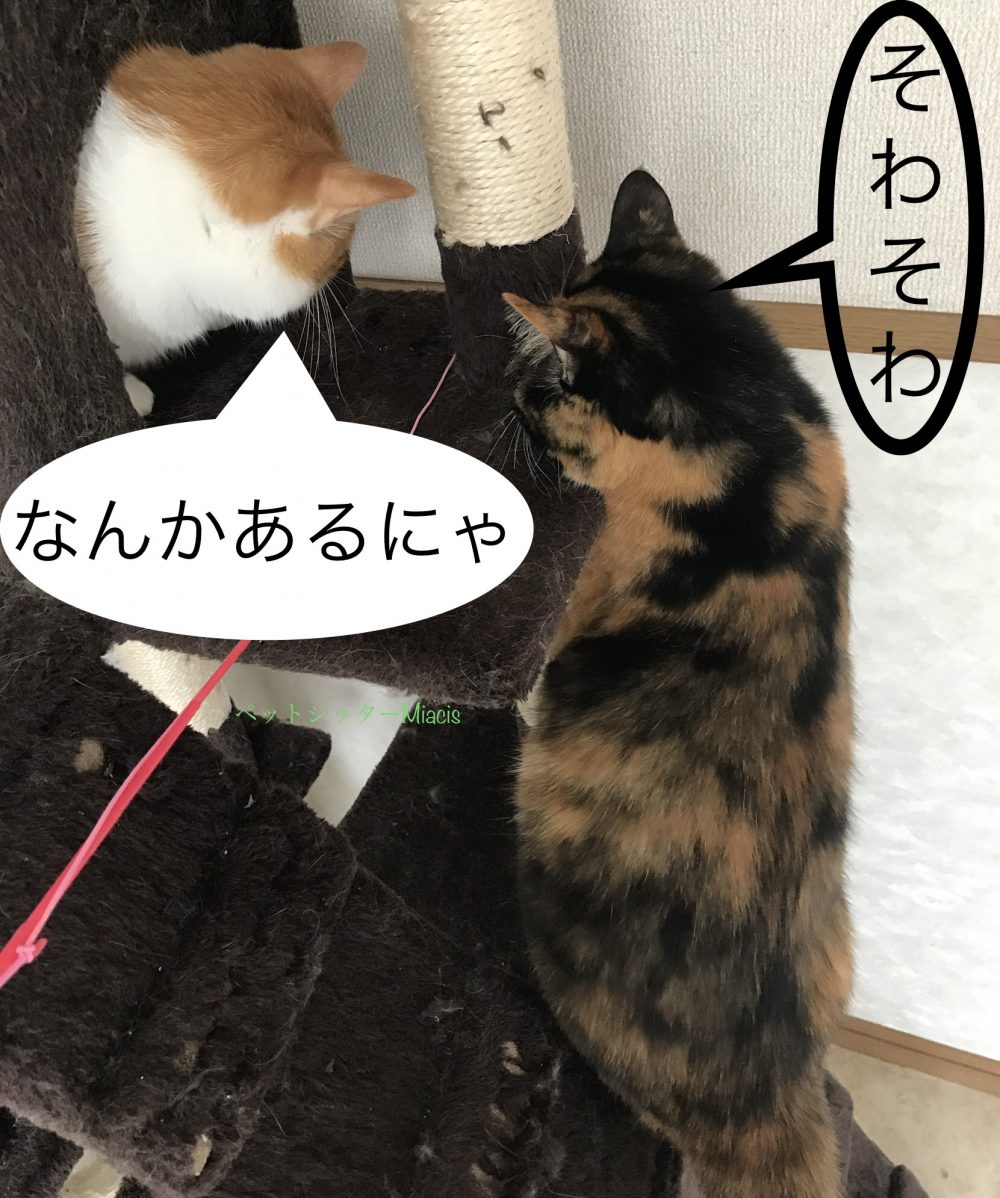 船橋市のお留守番にゃんこ　小梅ちゃんと小鉄君　本日はショートコント編