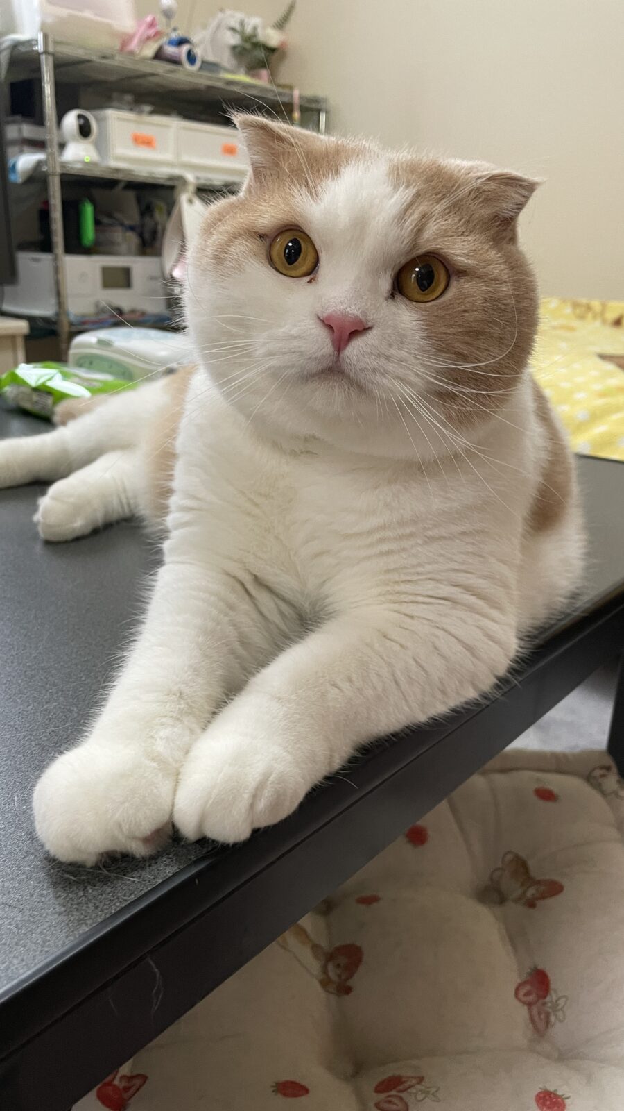 ペットシッター　箕面市　トイプードル　むさしくん