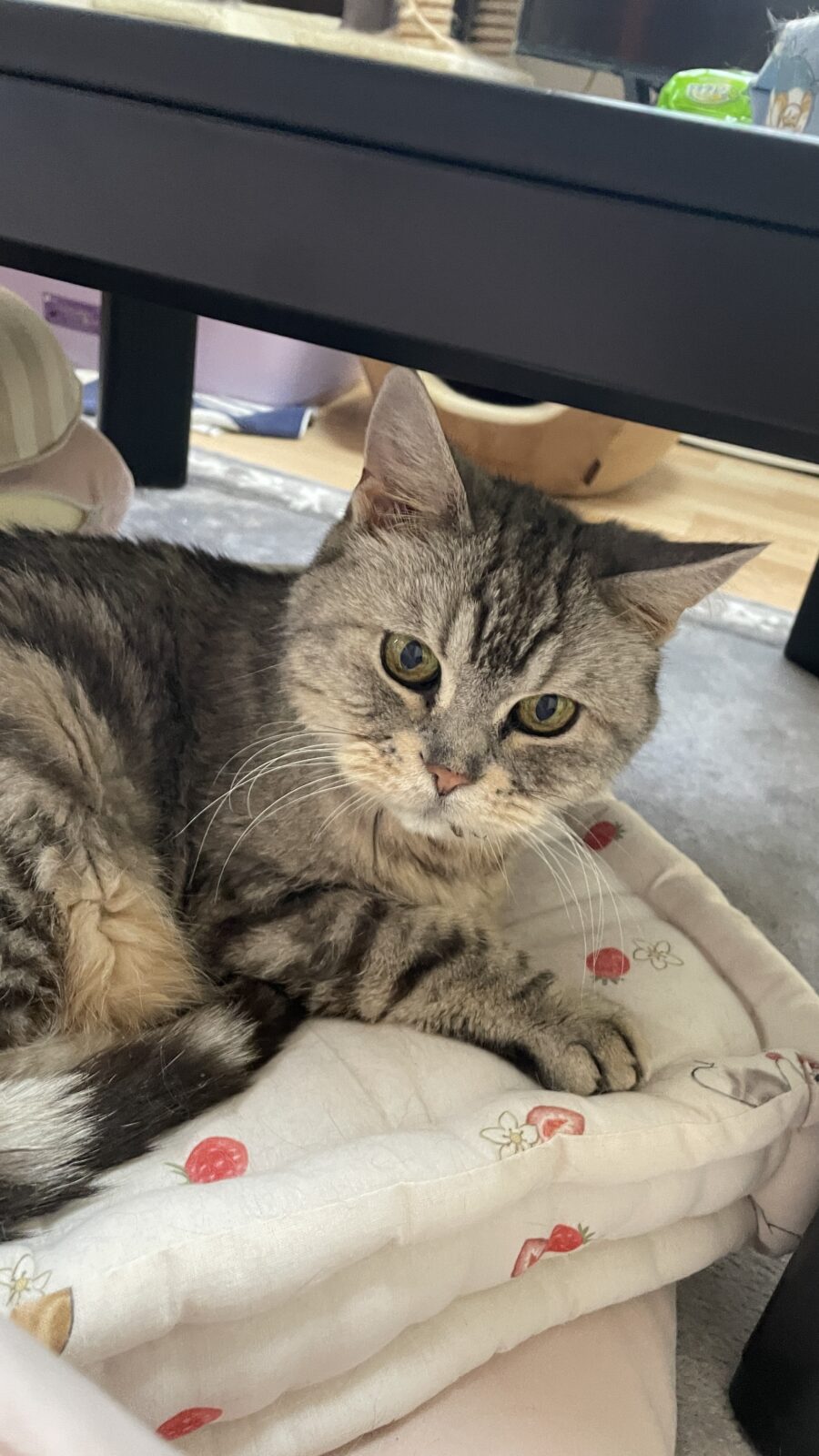 😺シニアでも元気いっぱい😺