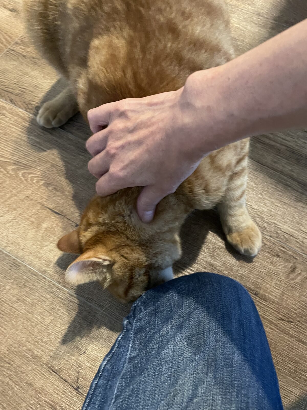 【船橋市】ヌウちゃんウニくんお世話報告