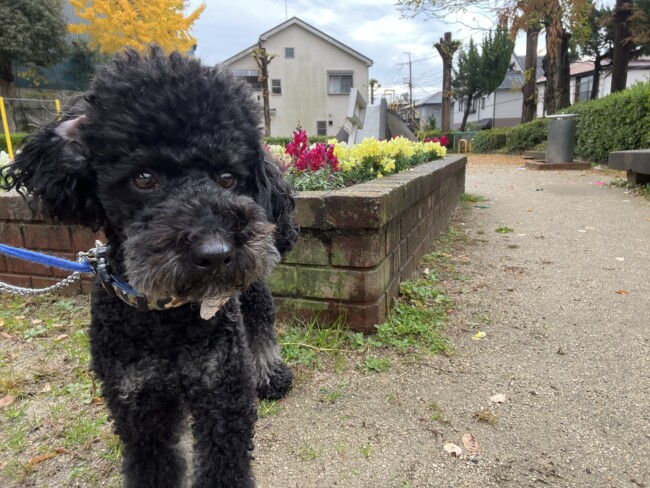 船橋市　お留守番開始33日目　小梅ちゃんと小鉄君