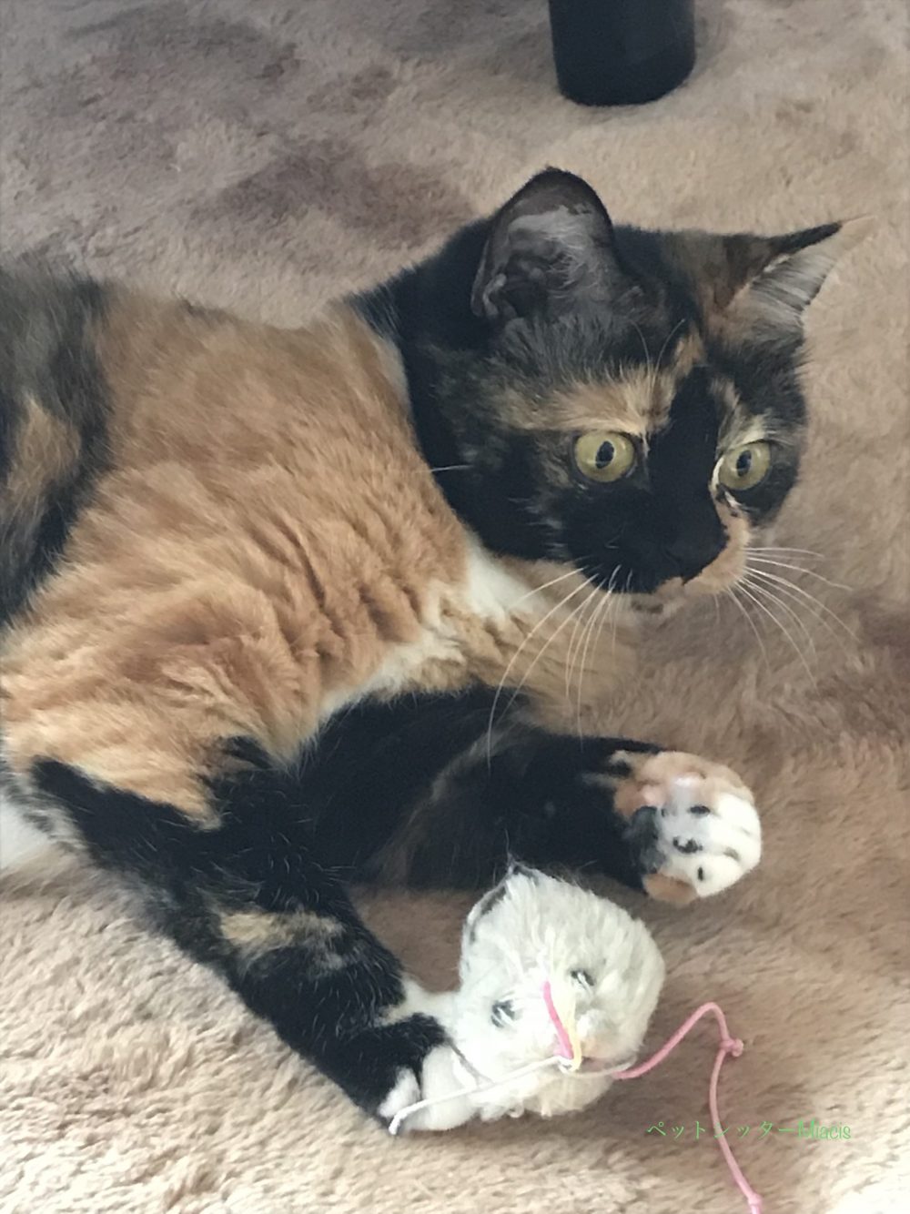 船橋市にお住いの小梅ちゃんと小鉄君のお留守番