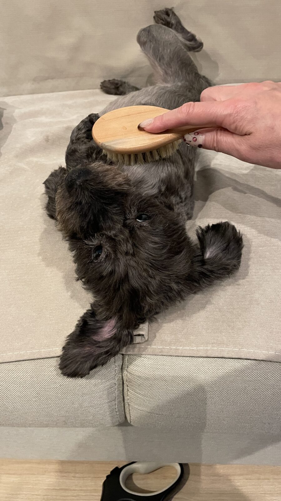 🐶おやつボール☺️