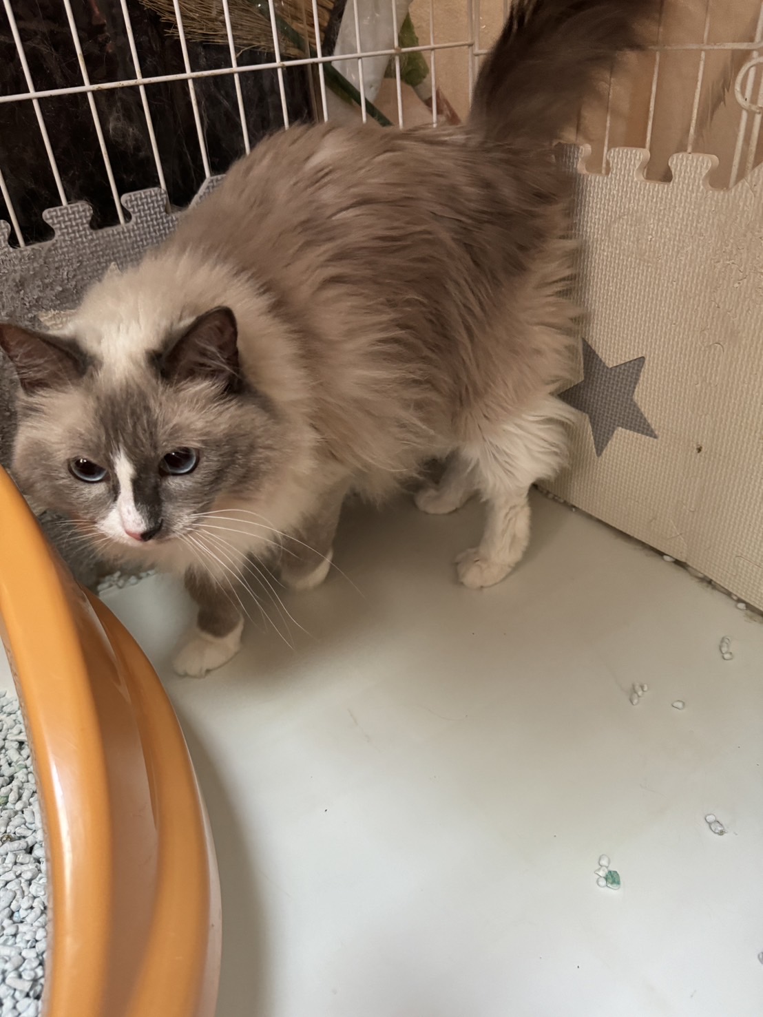 広尾 ラムちゃん