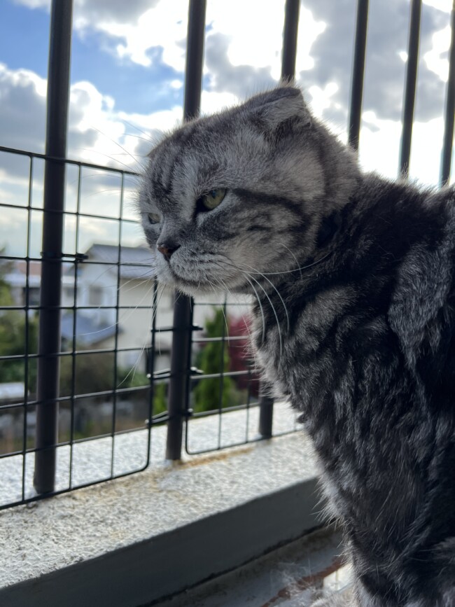 船橋市の小梅ちゃんと小鉄君3枚目のデレ顔に注目です(*^-^*)