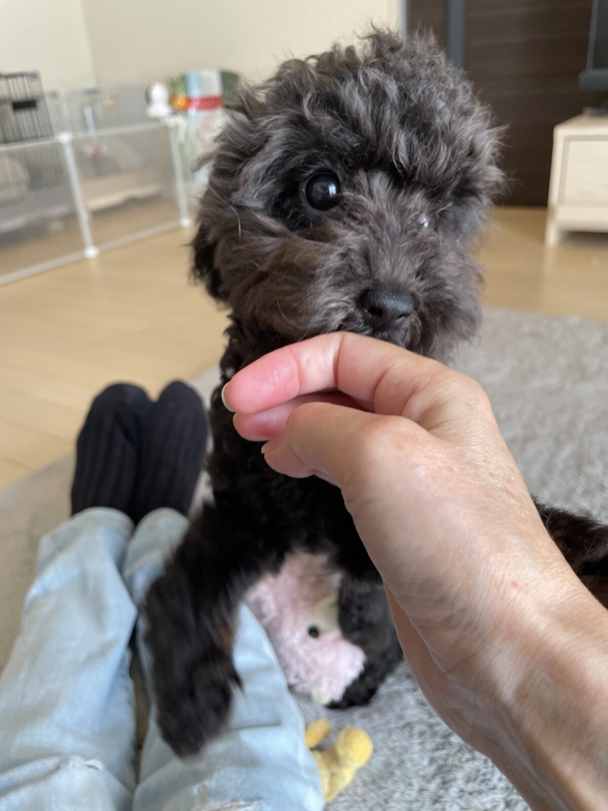 【八千代市】ひまりくん、うさちゃん’sのお世話報告