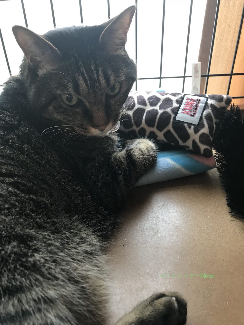 佐倉市のたらちゃん♂眼光が(ΦωΦ)