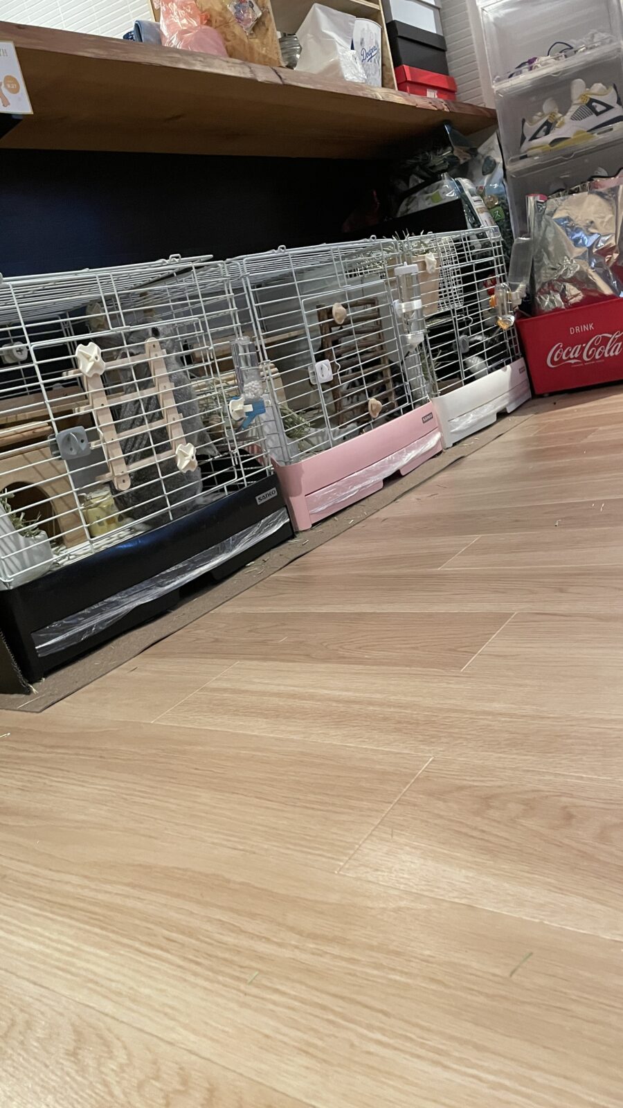 🐇お部屋散策🐇