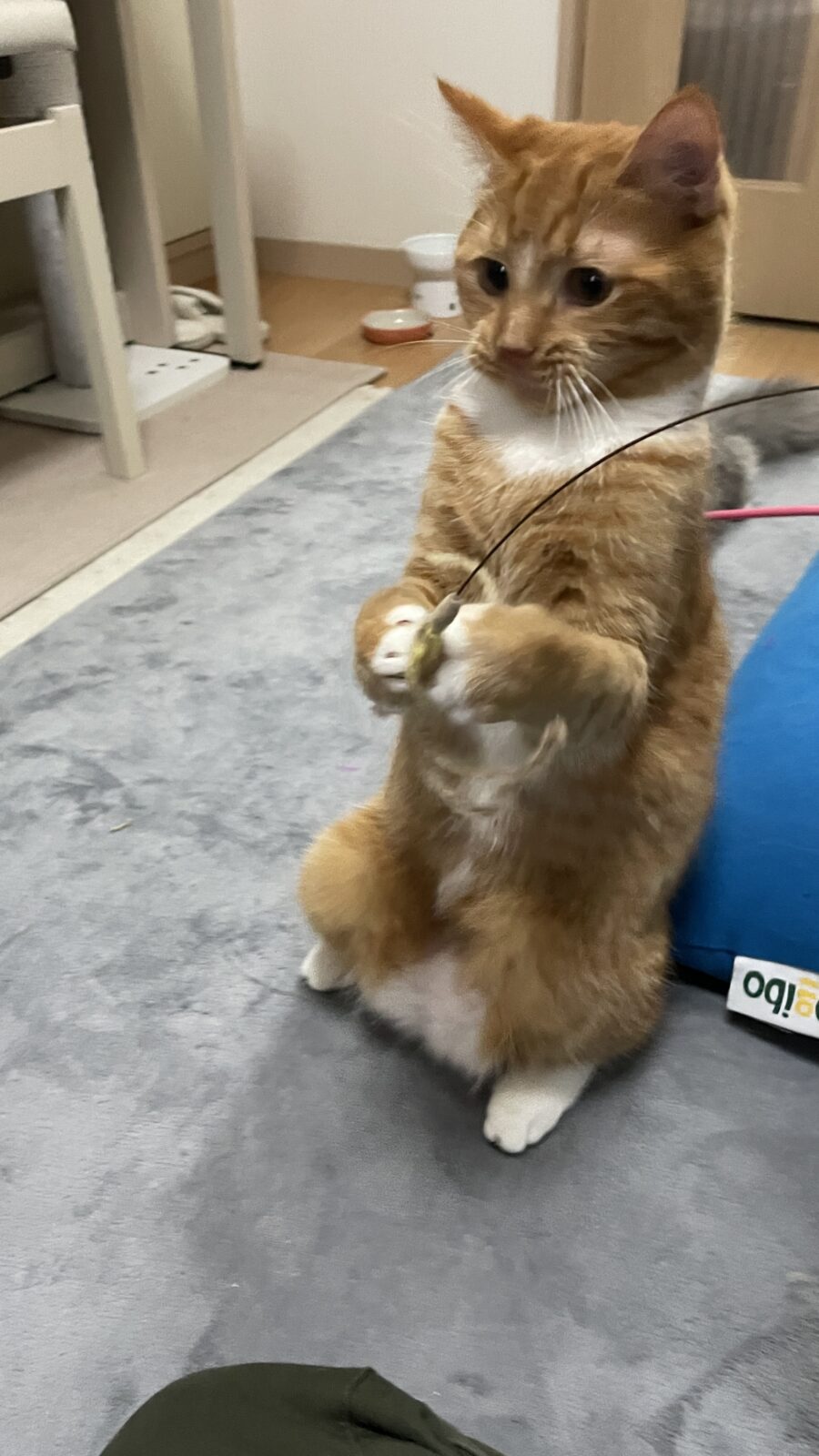 🐱大きくなったね🐱