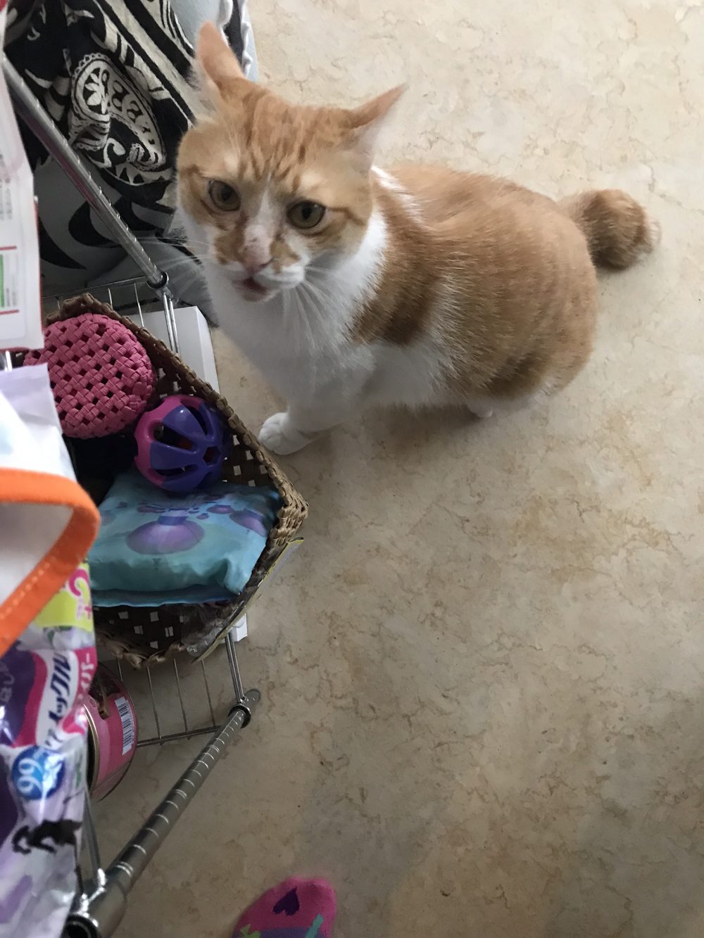 船橋市の小梅ちゃんと小鉄君　長い間お留守番ご苦労様でした(ΦωΦ)