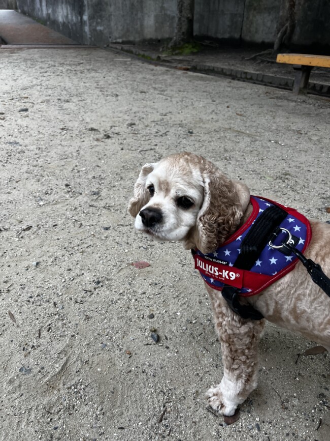 お散歩代行　箕面市　アメリカンコッカースパニエル　バディちゃん