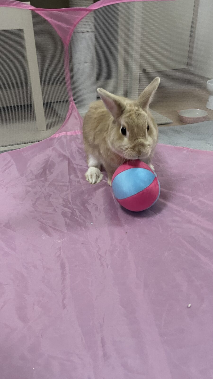 🐰初めましてお友達🐰