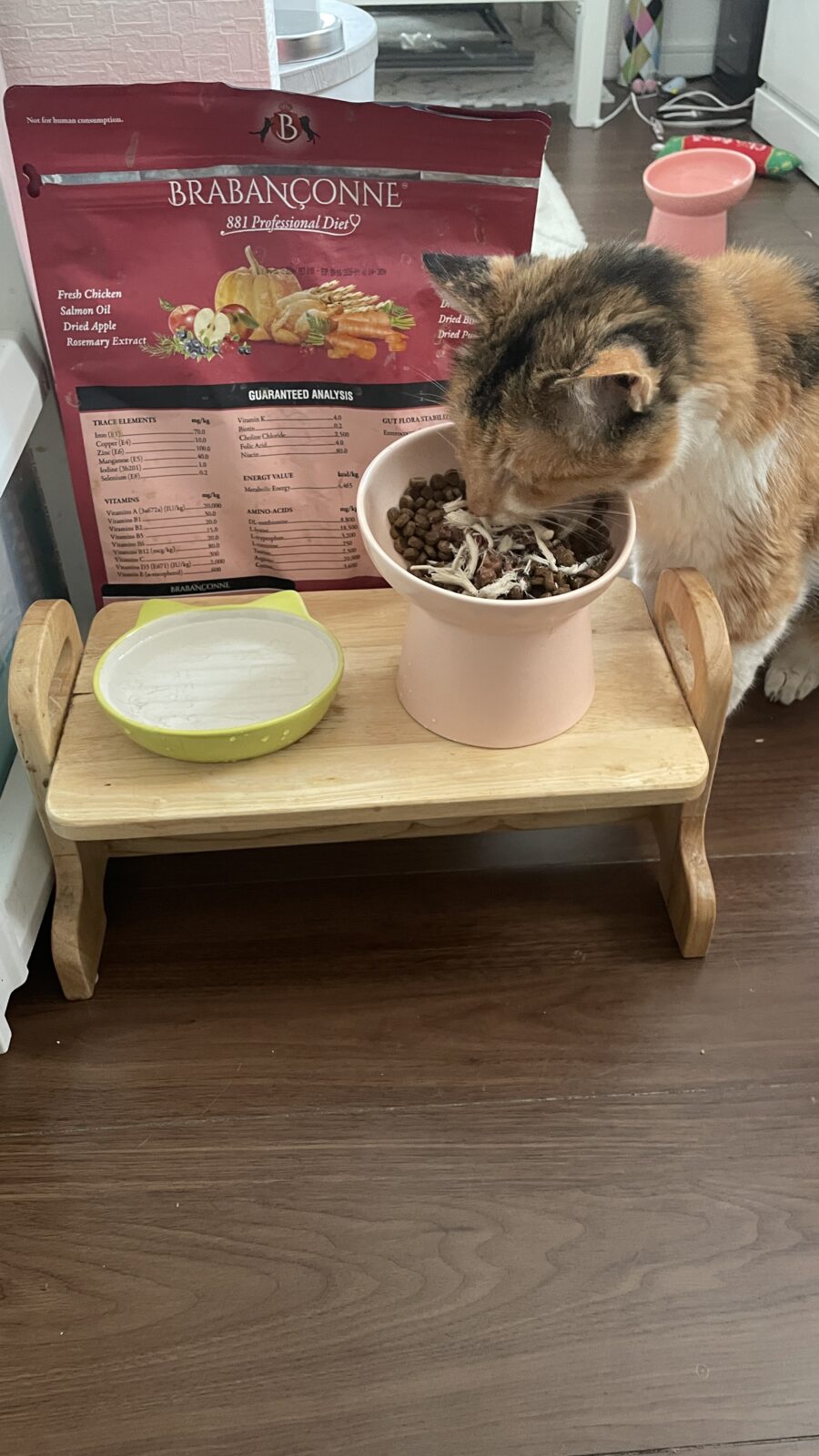 😺シニアニャンコさん＆怖がり屋さん☺️