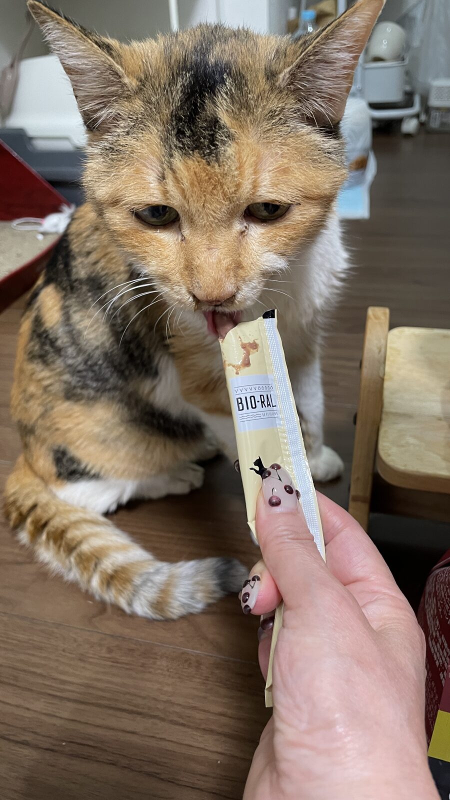 船橋市も夏本番！わんちゃんの衛生管理どうしてますか？