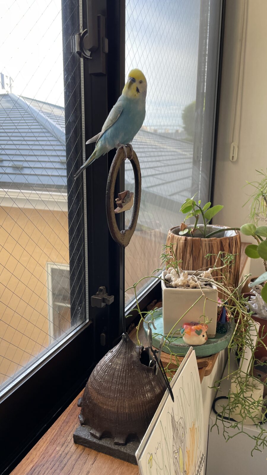 船橋市のみるくちゃん15歳♀　初回訪問にてご挨拶