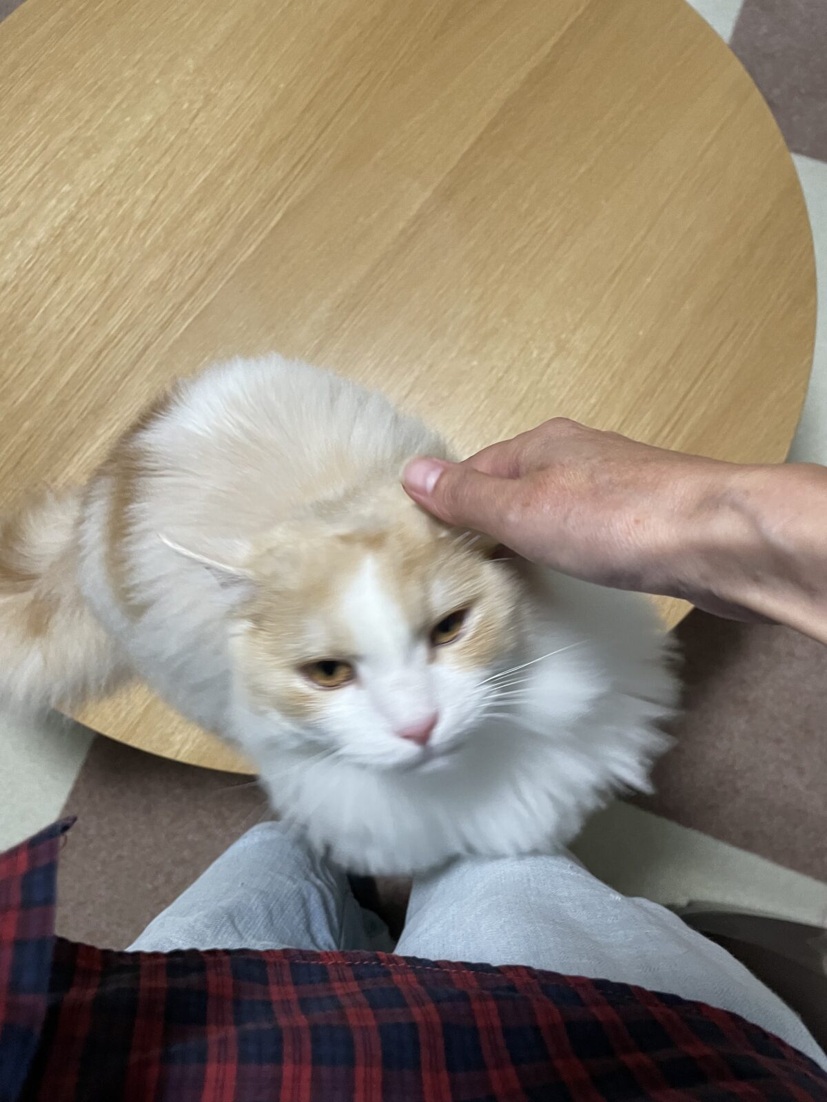 【習志野市】おもちくんのお世話報告