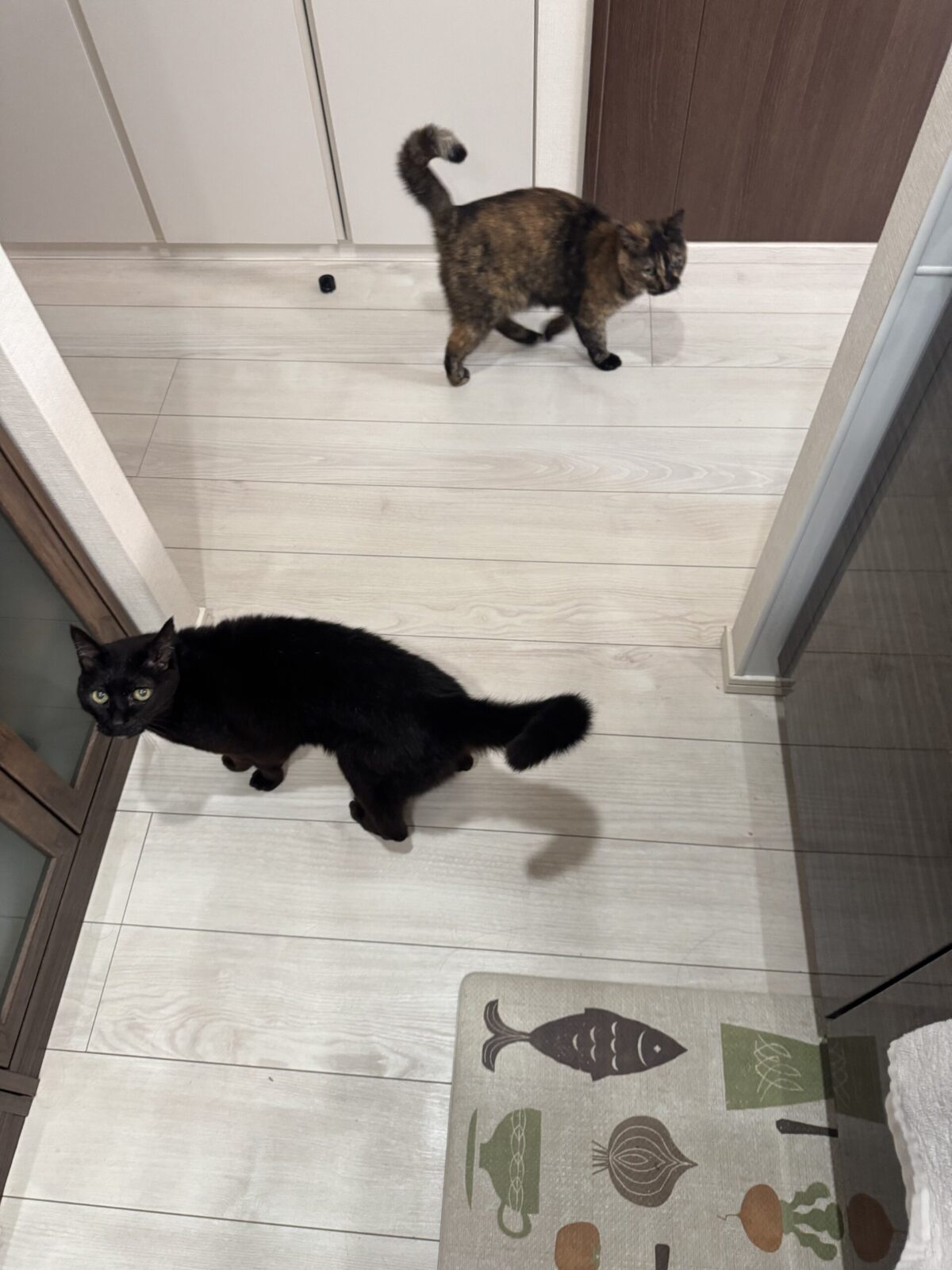 船橋市　しょこ君とおこげちゃんのお世話