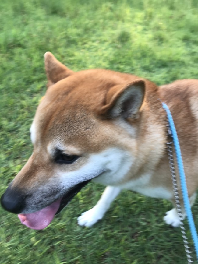 ペットシッター お散歩代行 吹田市 柴犬 きなこくん