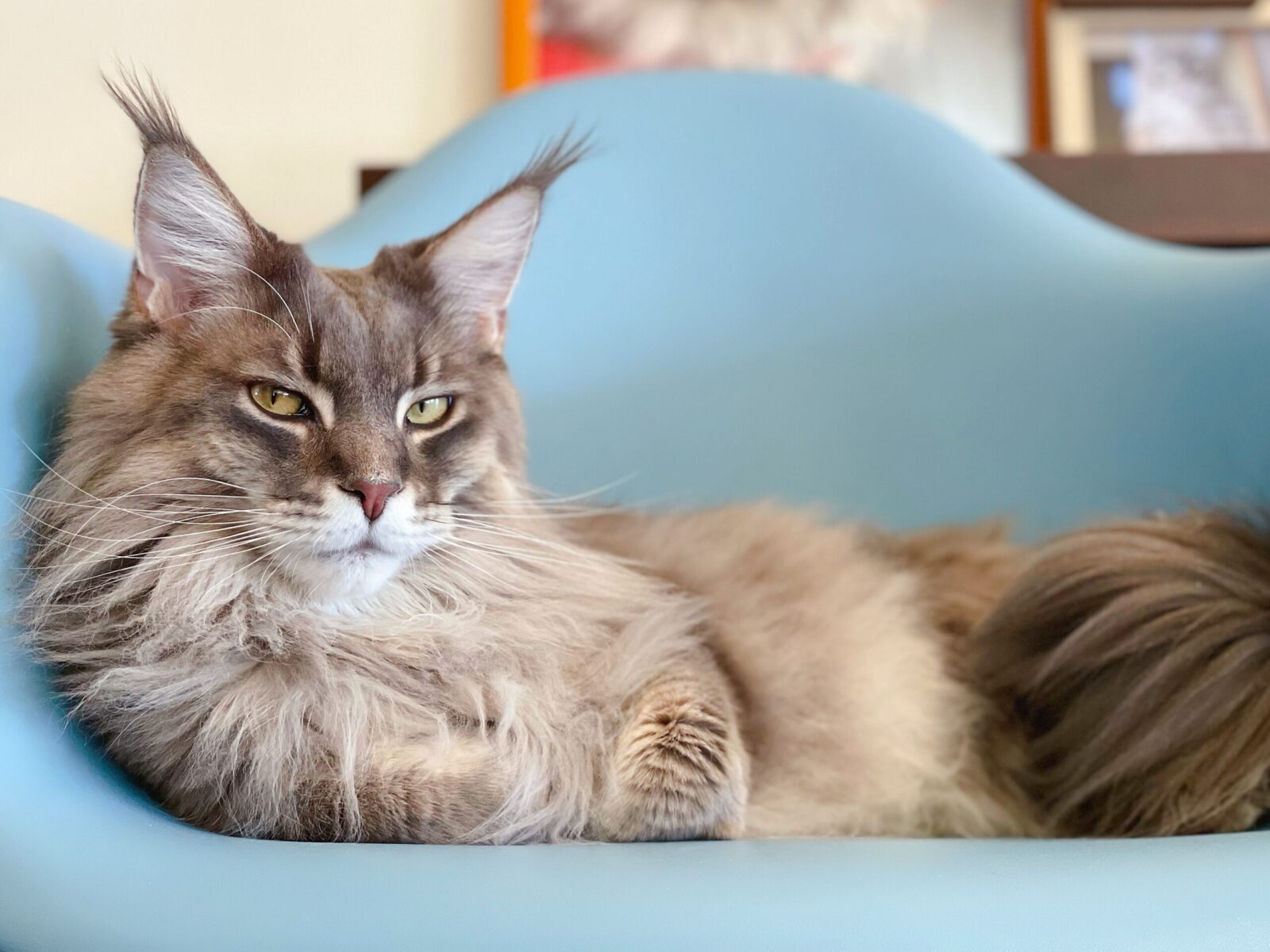 京都市 南区 メインクーン・2匹の猫ちゃん