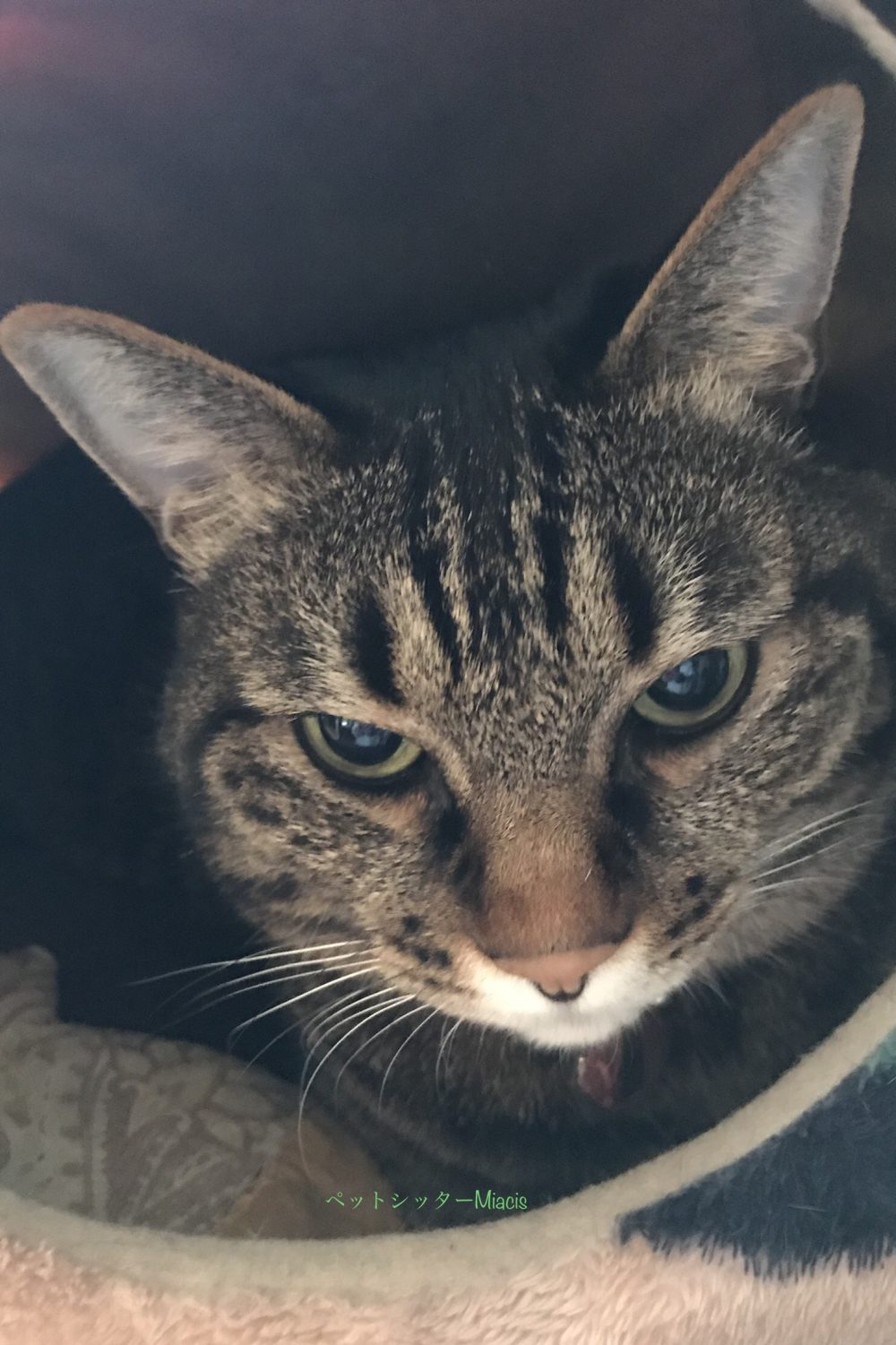 佐倉市　たらちゃんのお留守番(ΦωΦ)お薬嫌いにゃん(ΦωΦ)