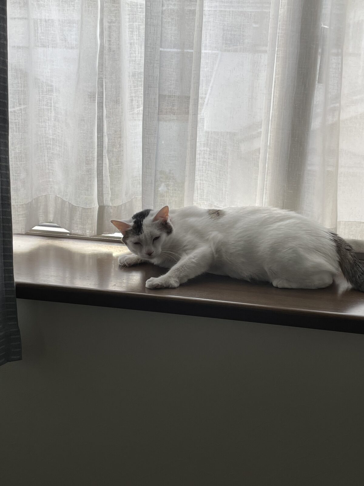 すずちゃんのお世話報告