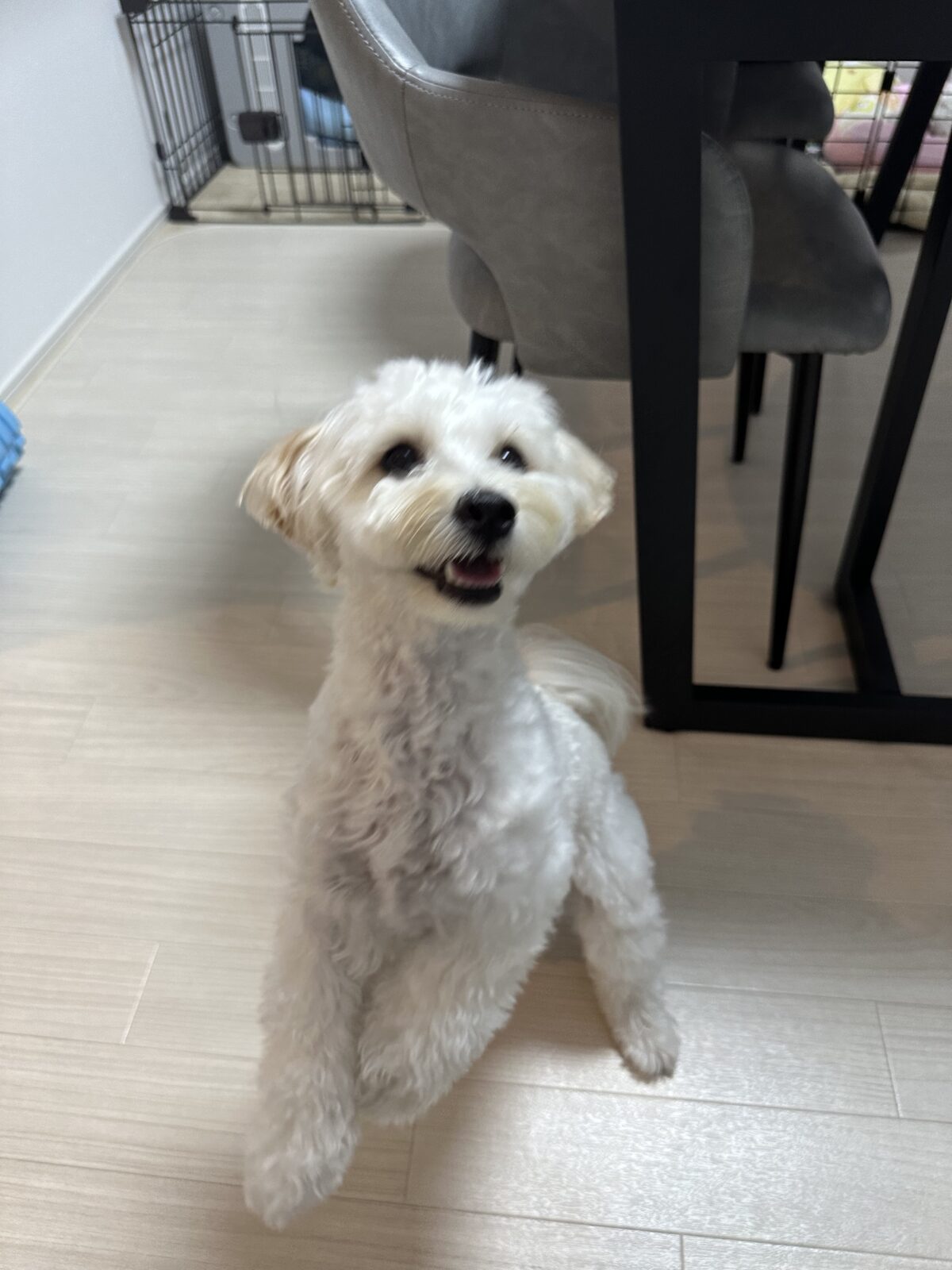 大井町  クッキーちゃん🍪