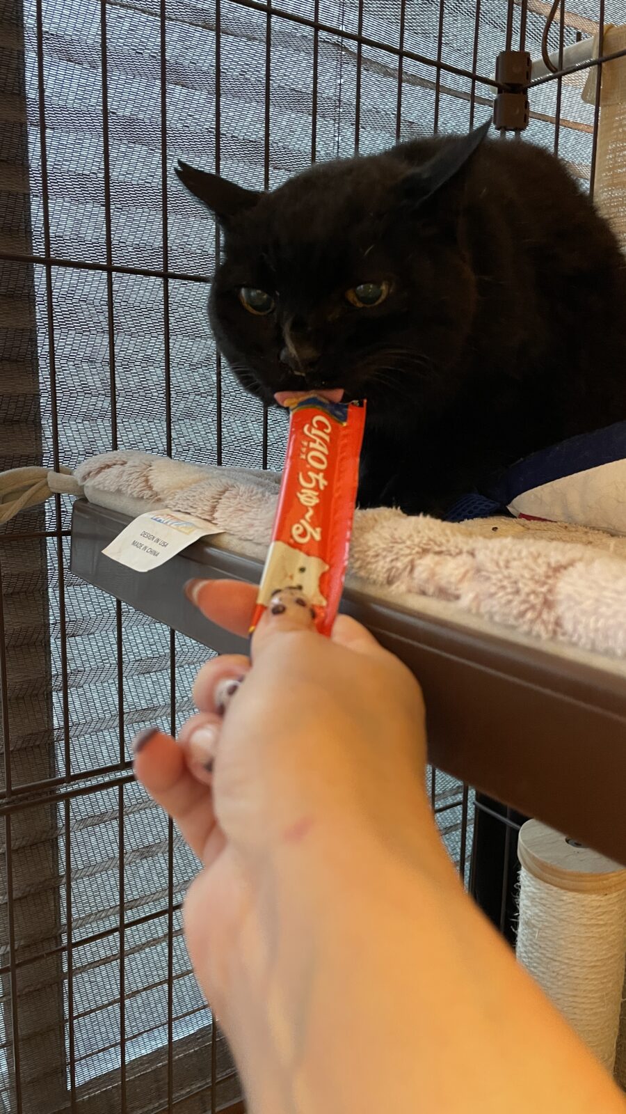 😺新しいお友達☺️