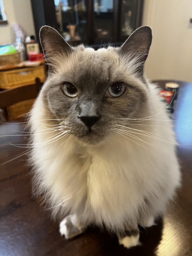 ペットシッター　箕面市　ラグドールのキキアくん　ソマリのすずちゃん　キジ猫のコニャンちゃん