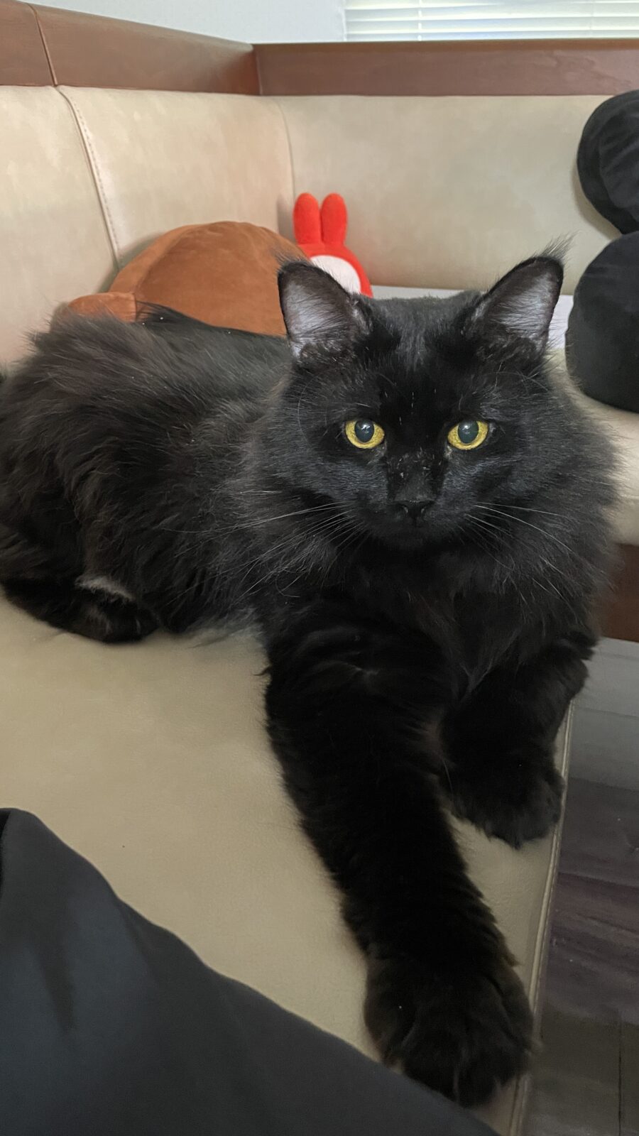 🐱極上もふもふ🐱