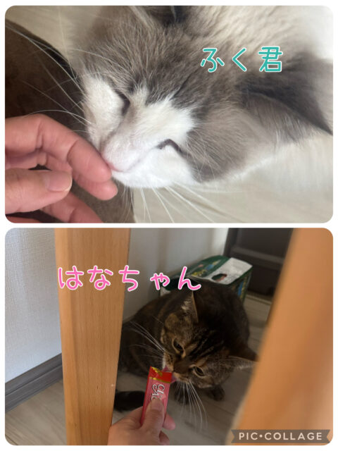 船橋市　ふく君　はなちゃん