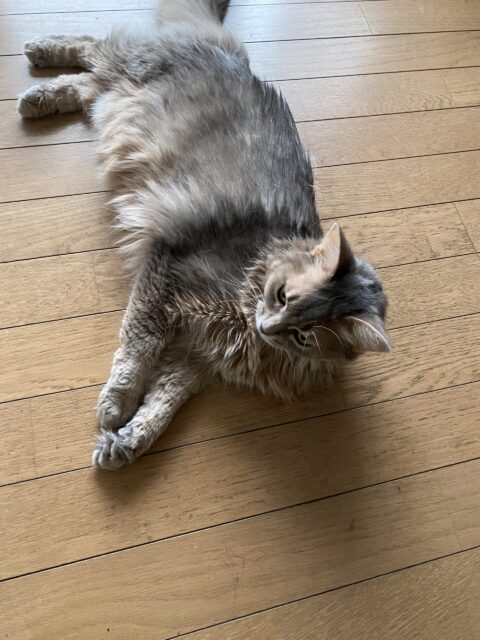 お世話日記 麻生区 コロ助くん ジェニーちゃん