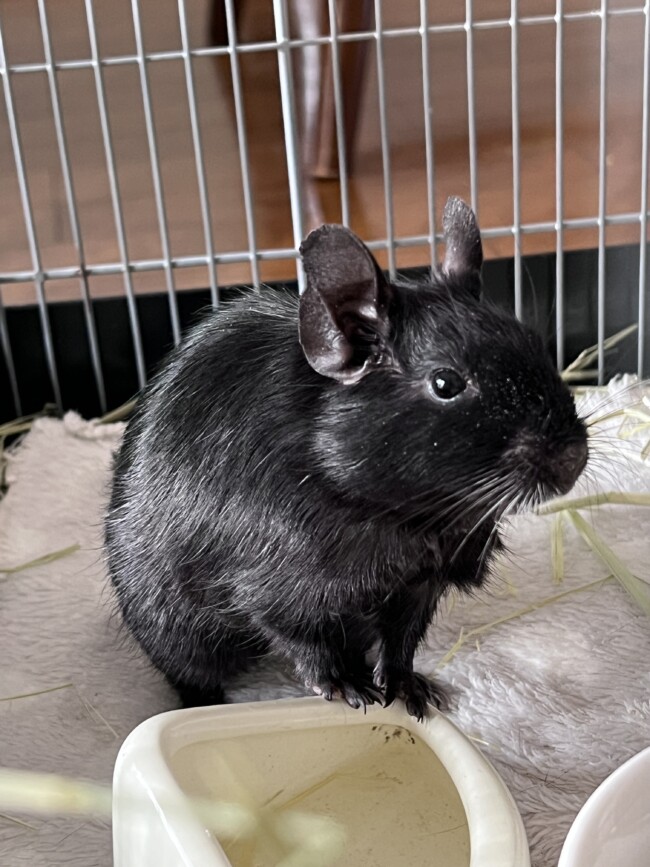 ペットシッター　箕面市　デグーのトムちゃん　コザクラインコのぴっぴちゃんとさくらちゃん　セキセイインコのレモンちゃん