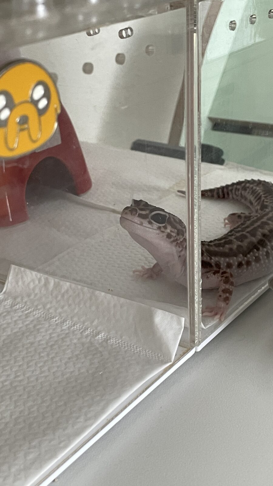 🦎新しいお友達🦎