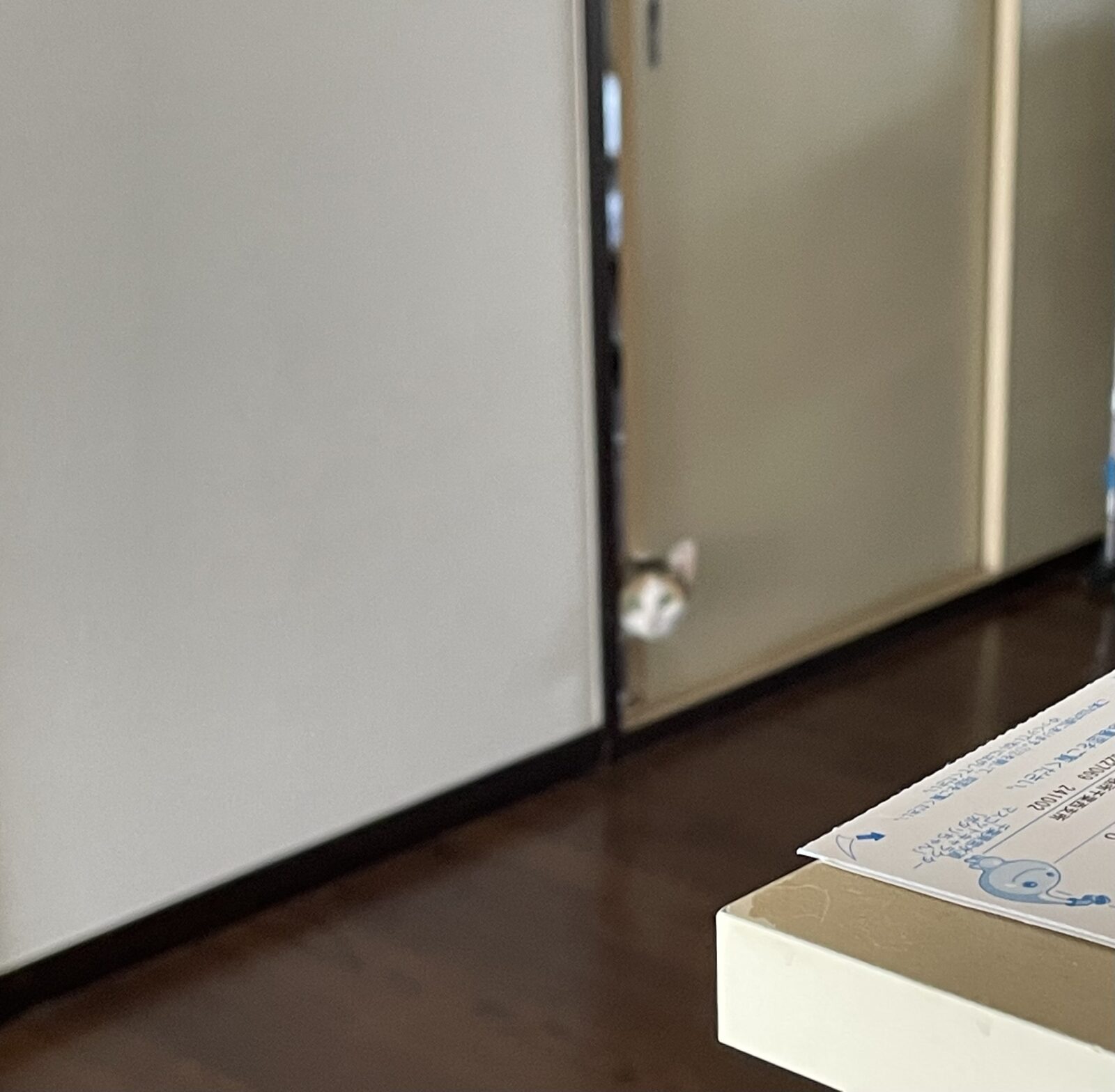 【千葉市】つくねちゃんのお世話報告