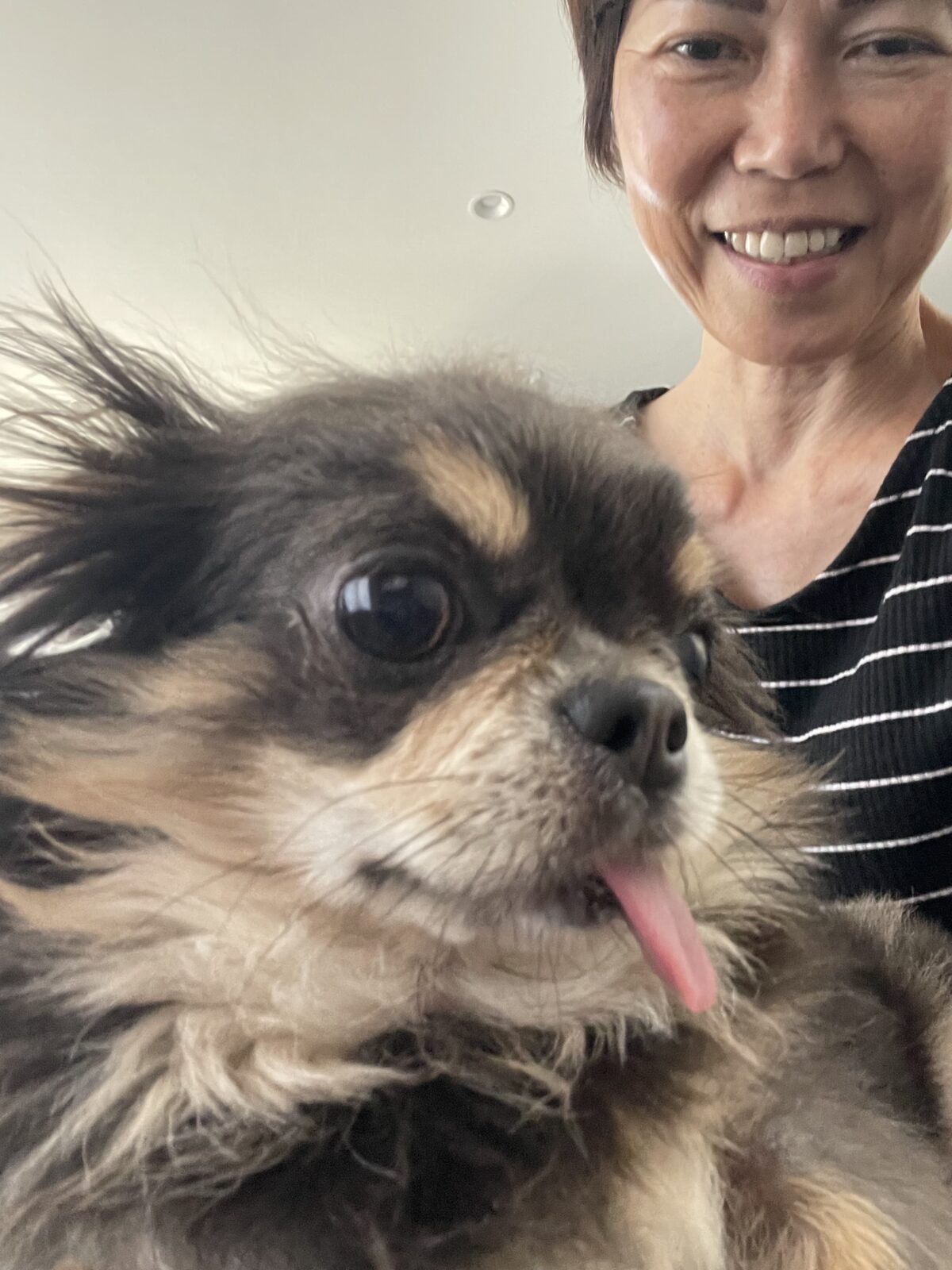 【八千代市・犬】ポポちゃん、あおくん、ミミちゃん、エルくんのお世話報告