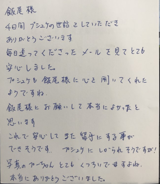 ペットシッター　シロキジ猫　プシュケちゃんのご家族様