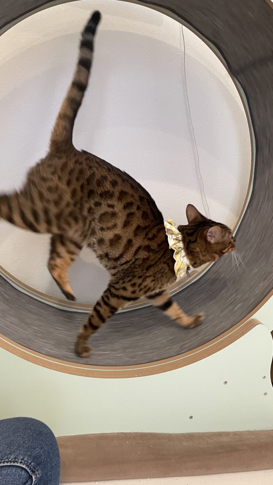 😺大車輪上手だね👏