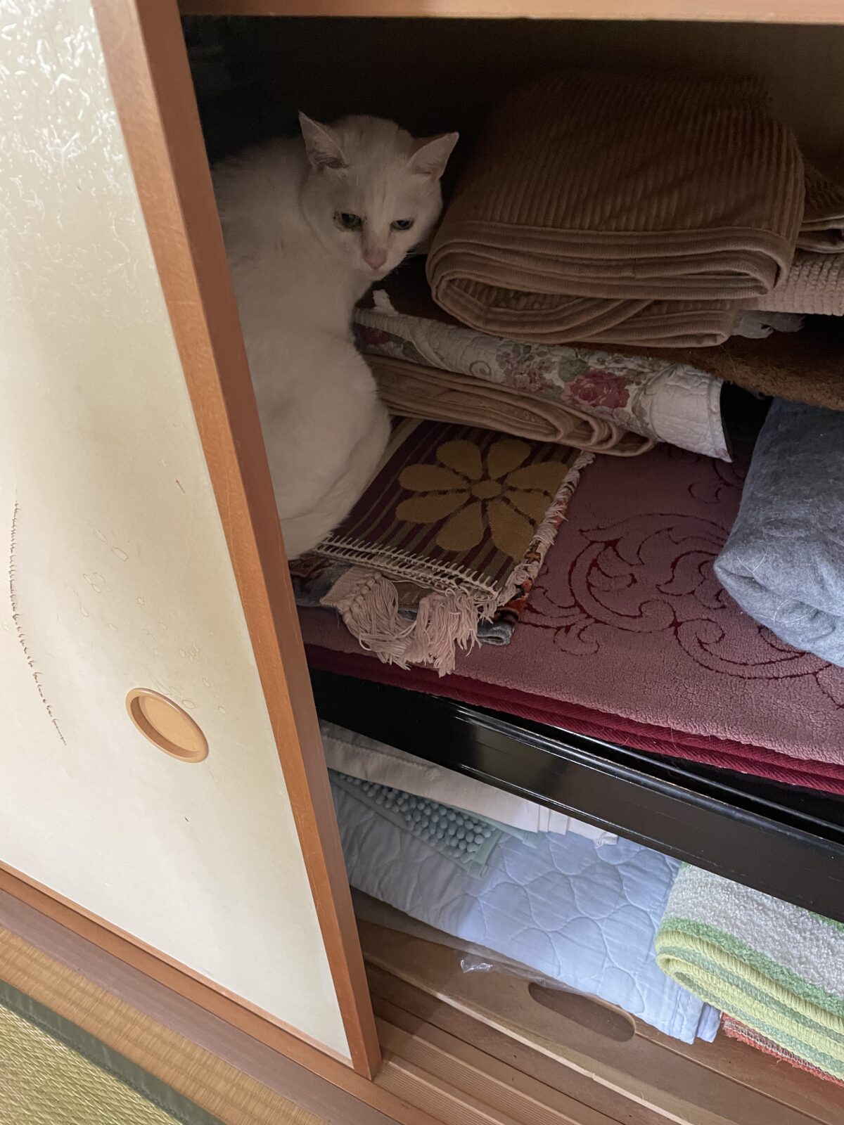 【船橋市】シロちゃんのお世話報告