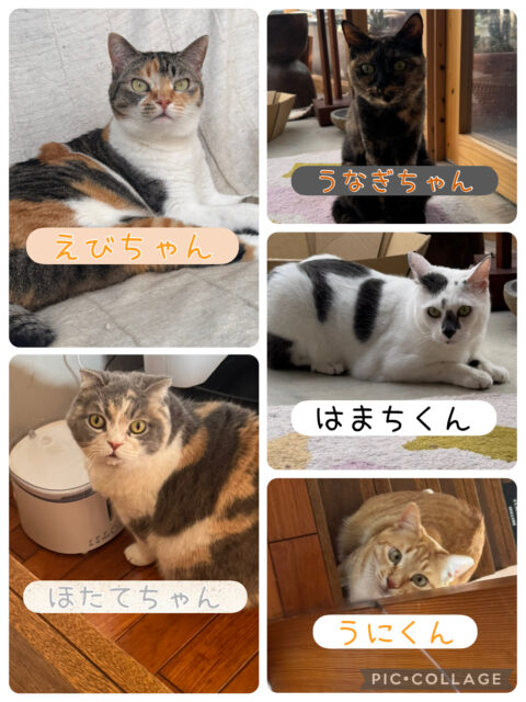 船橋市　にゃん兄妹のお世話