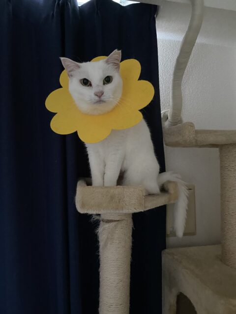 お世話日記 麻生区　なぎさちゃん　まろんちゃん