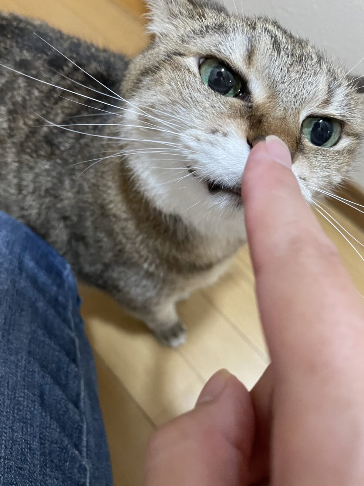 【八千代市・犬、猫】Qooくん、タルトくん、ルナちゃん、ノエルくんのお世話報告