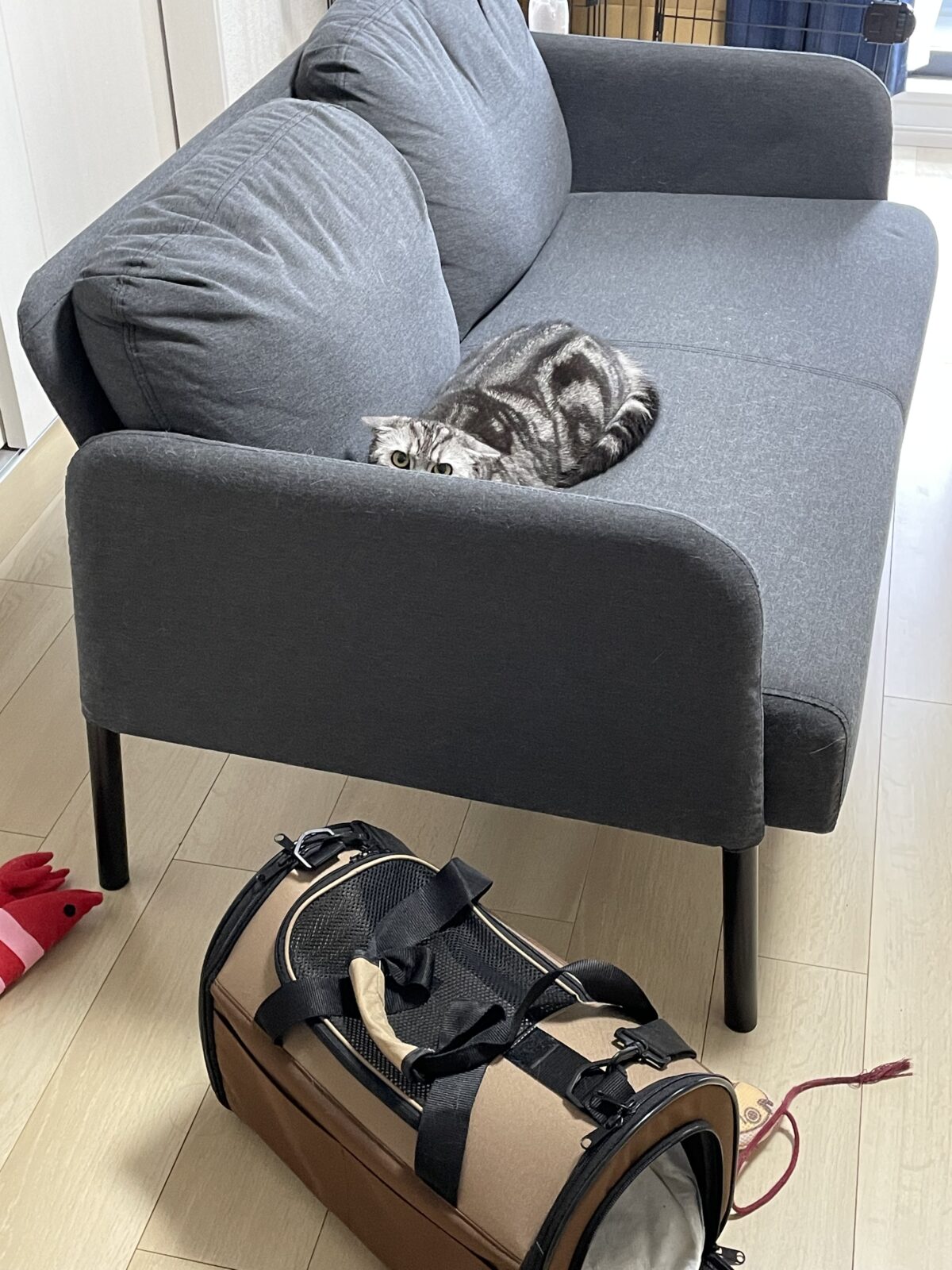 【船橋市】ねーこちゃんのお世話報告