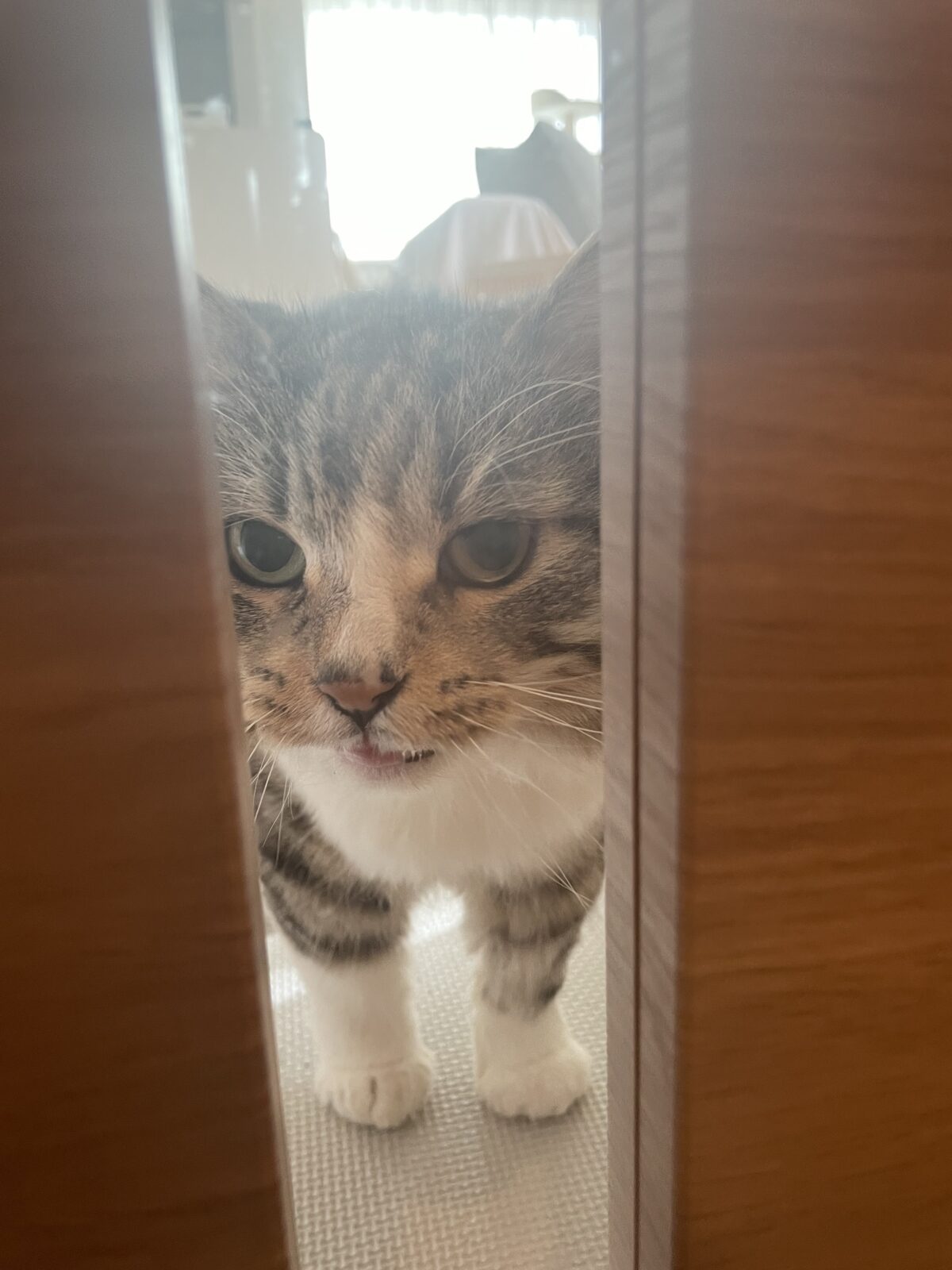 【千葉市・猫】グレくんのお世話報告