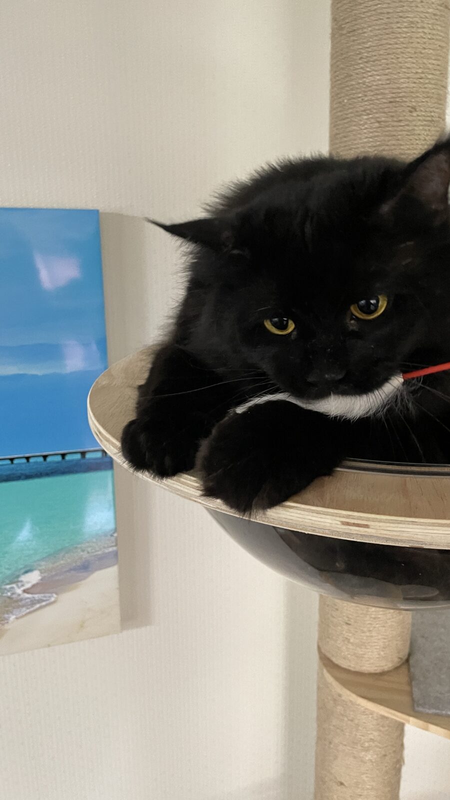 🐱御常連様🐱