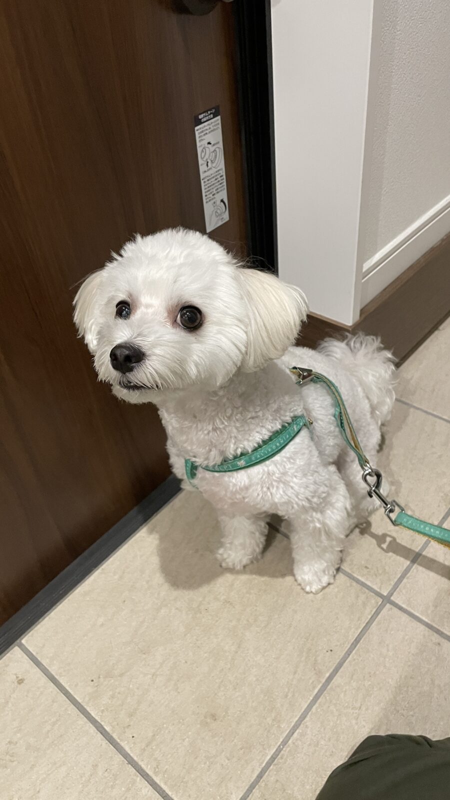 🐶見てくれてる？！🐶