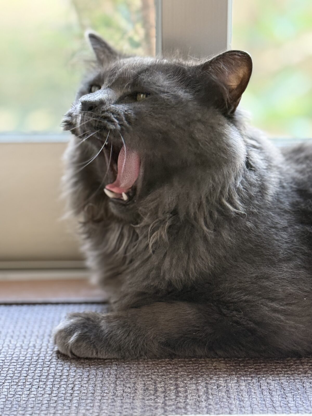 白金 エンジェルくん